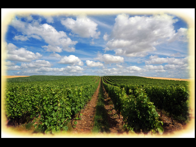 France-VineyardS