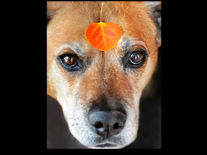 Rusty-and-Aspen-leafS